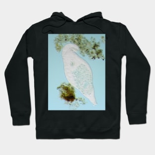 Bdelloid rotifer under the microscope Hoodie